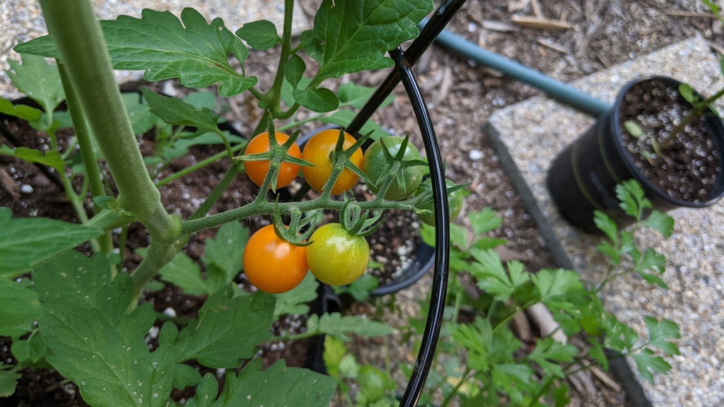 Tomatoes on the vine